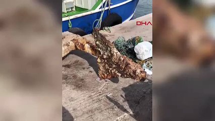 Balıkçıların ağına takıldı: Tam 3 tonluk...