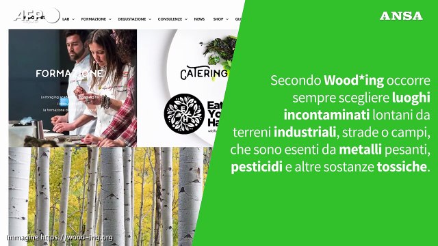 Mangiare l’albero di Natale? L’abete rosso è commestibile e si usa anche in cucina