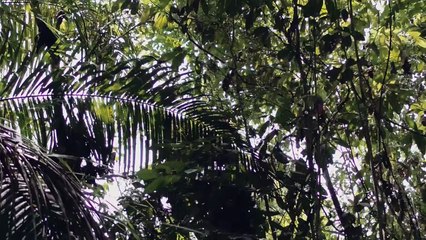 Trailer : Bornéo le Pays des Dayaks