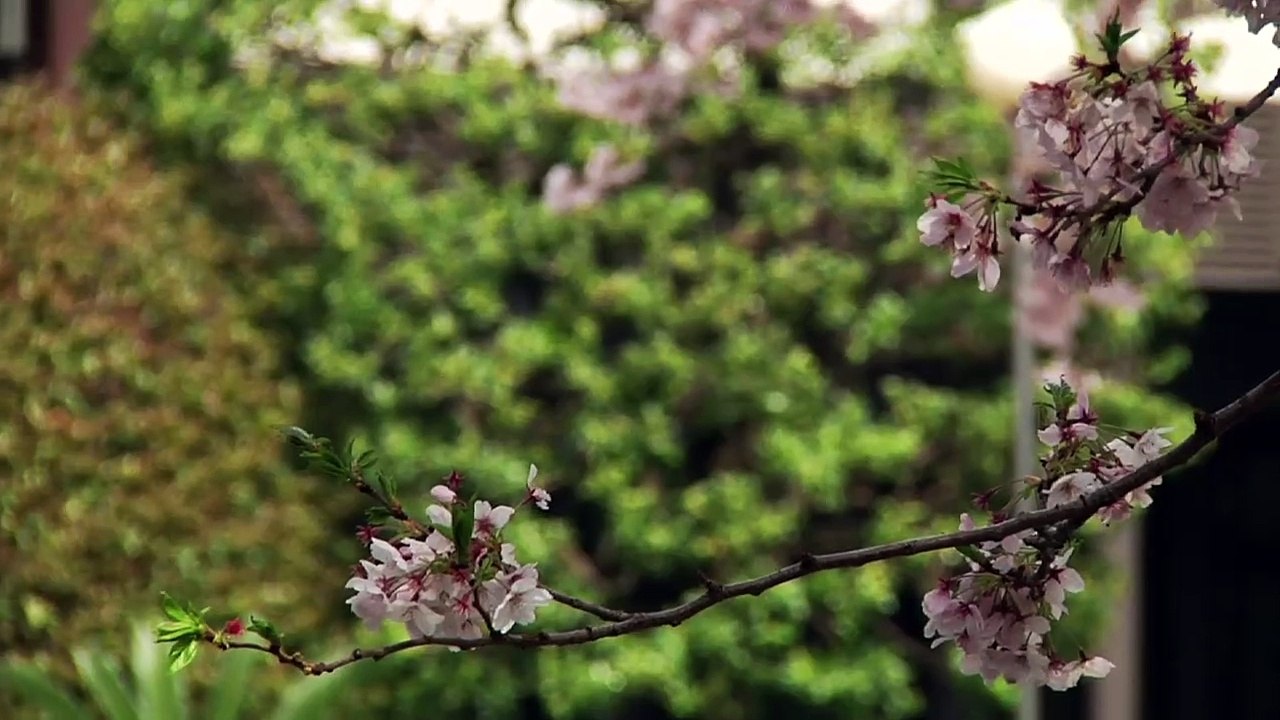 Trailer : Irezumi L’art Japonais du Tatouage