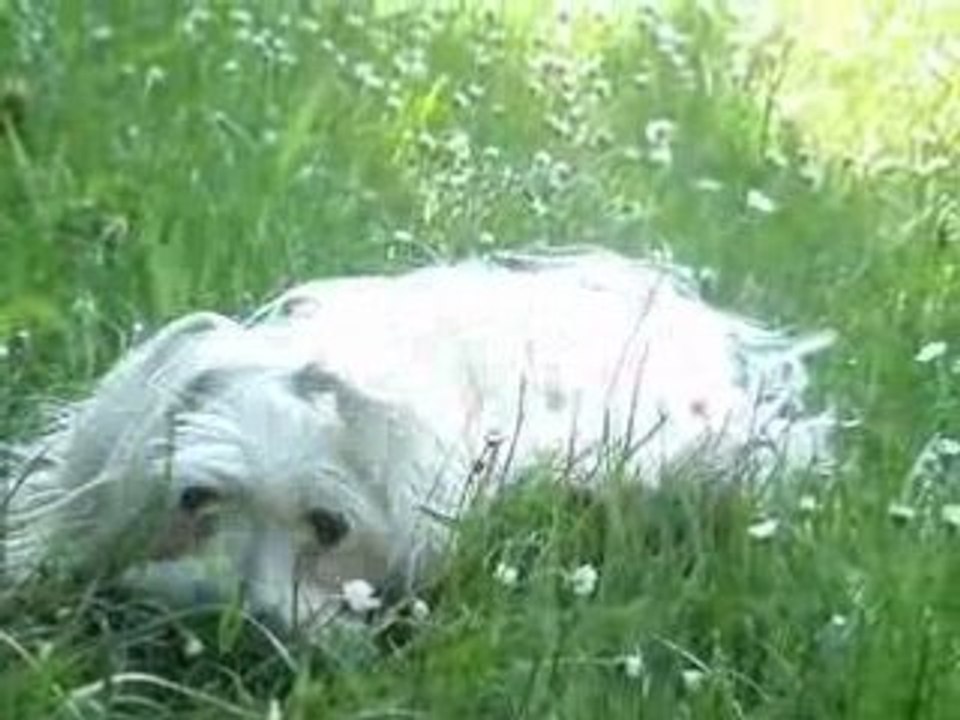 Cookie Normandie 210508 5