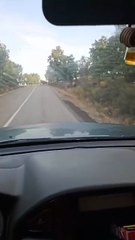 Unas vacas se escapan en Riofrío