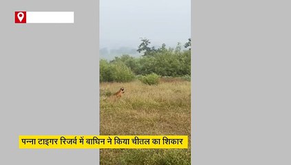 पन्ना में बाघिन ने एक झटके में चीतल को किया चित, शिकार का लुत्फ उठाने आए 2 शावक