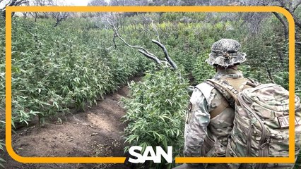 Weeded out: 2,377 illegal marijuana plants, gun removed from national park