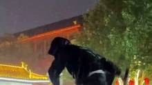 Chinese Kungfu 1