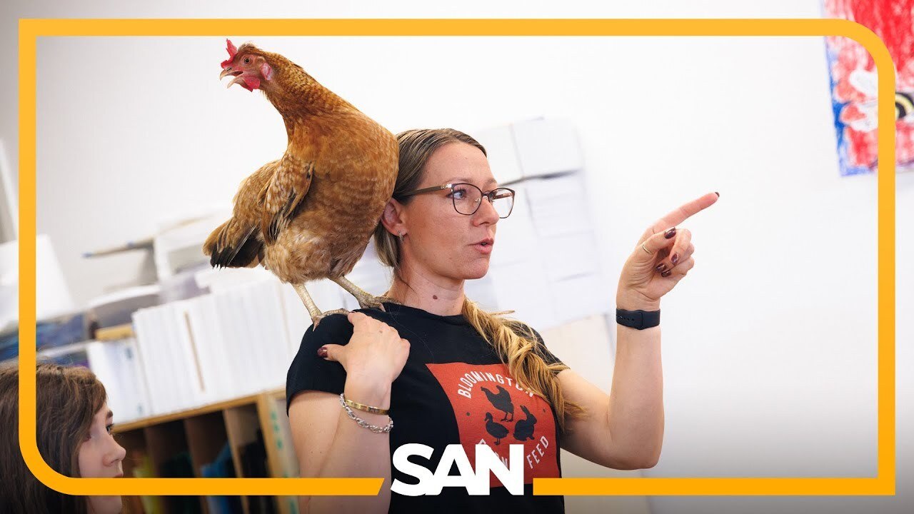 America’s backyard chicken boom explained