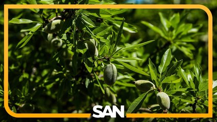 Rats! Infestation impacting almond growing in California