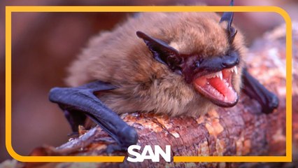 Hundreds of Grand Teton lodge guests may have been exposed to rabies