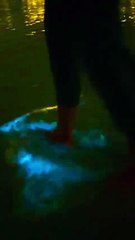 Nature’s light show: UAE shores glow blue with unique bioluminescence