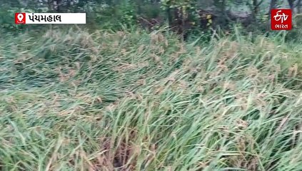 પંચમહાલમાં કમોસમી વરસાદનો કહેર! ડાંગરનો પાક નમી ગયો, ભારે નુકસાનની વકી