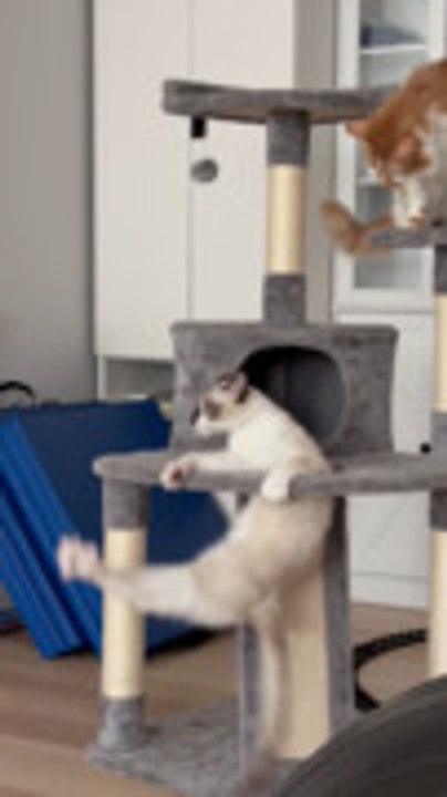 Kitten Falls Through Hole While Playfully Fighting on New Cat Tree