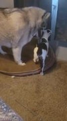 Adorable Cat Repeatedly Goes to Dog for Cuddles