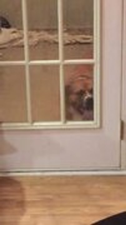 Dog Adorably Licks Window To Be Let Inside