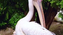 Os animais mais fofos do mundo N•634