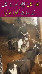 Black Bull Samne Akar Khara Hogaya 😳