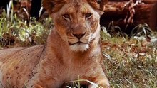 Os animais mais fofos do mundo N•641