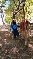 Cute Baby Boy Walking with Calf in Village | Heartwarming Bond Between Child and Animal