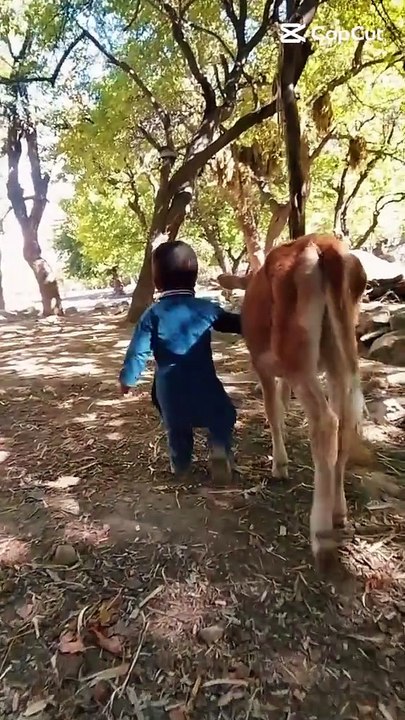 Cute Baby Boy Walking with Calf in Village | He...