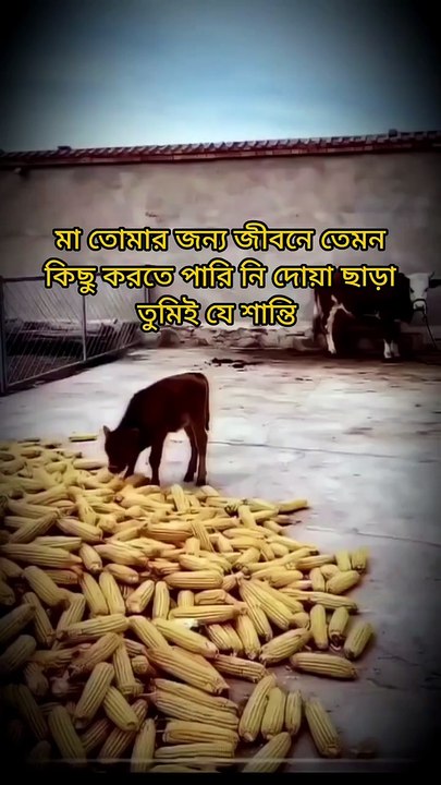 মায়ের প্রতি অসাধারণ ভালোবাসা