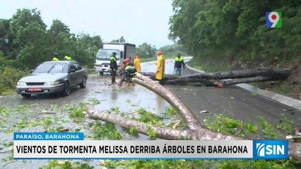 Trabajan en restablecer el tránsito tras caída de árboles | Primera Emisión SIN