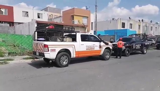 Hallan león pequeño en el Fraccionamiento Privadas Ocania en Juárez, Nuevo León