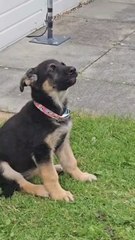 German Shepherd Puppy Howling