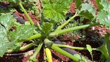 Unfertilized squash fruit turns yellow.