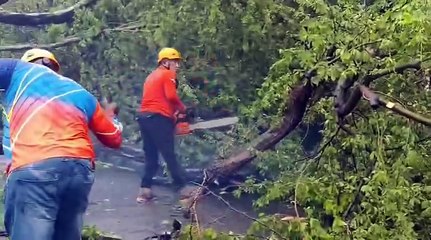 Tormenta Melissa derriba árbol y cae sobre un vehículo en Peravia