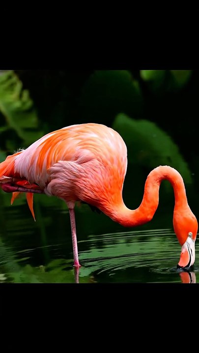 Red duck