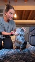 Person Puts Sheet Mask on Dachshund, and She Tries to Eat It