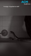 Venomous snake strike: watch it in slow motion