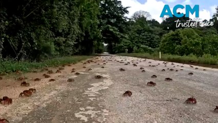 Red crab migration begins at Christmas Island