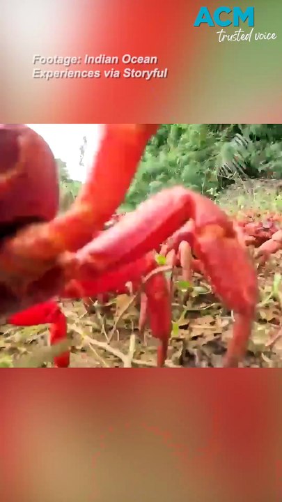 Red crab migration begins at Christmas Island