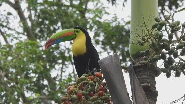 Seis organizaciones ejecutarán proyectos ambientales con apoyo de Conserva Aves Panamá