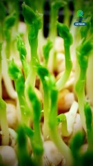 Bolivia deposita por primera vez semillas de maíz y frijol en la denominada Bóveda de Juicio Final en la zona ártica de Noruega