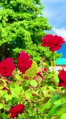 The sound of flowing rivers, the soul of Kashmir 💧🌿