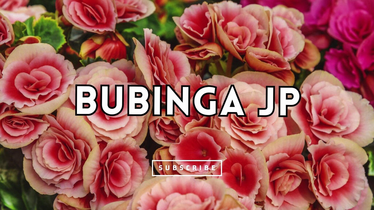 Bubinga jp
