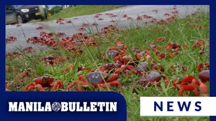 People use garden tools to protect millions of migrating red crabs on Christmas Island