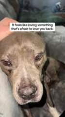 Rescuer Saves Frail Dog From Traffic On Halloween