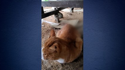 [단독] "누군가 화살로 고양이 쐈다"...경찰, 용의자 추적 / YTN