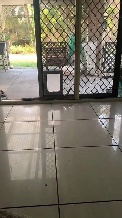Snakes in Australia