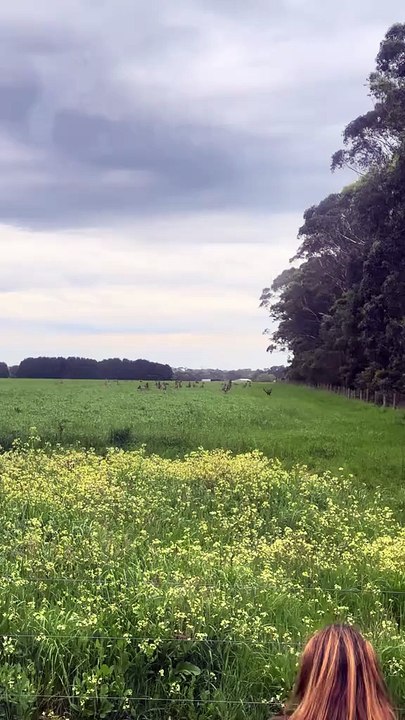 Kangaroos hopping away