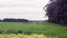 Kangaroos hopping away