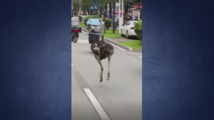 보양탕 식당 앞 타조...목숨 건 필사의 탈출 [앵커리포트] / YTN