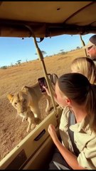 Heartwarming Moment: Lioness Trusts Girl and Gently Hands Over Her Cub 🦁💖