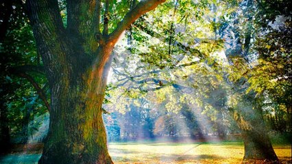 Clairière de nos espoirs