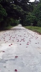 Milhões de caranguejos pintam Austrália de vermelho em migração anual