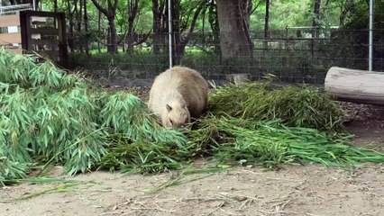 The Best Zoo in Japan For Capybaras – Sodegaura Zoo