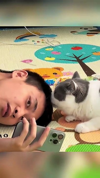 Cats Are Little Drama Artists