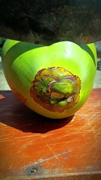I Cut This Fresh Coconut Easily — Fruit Cutting Technique